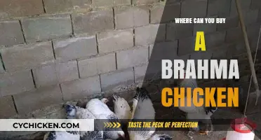 Where to Buy Brahma Chickens: Top Sources and Tips