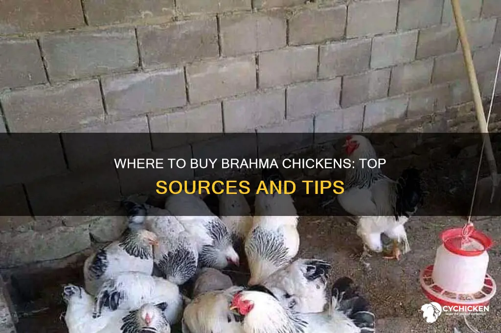 where can you buy a brahma chicken