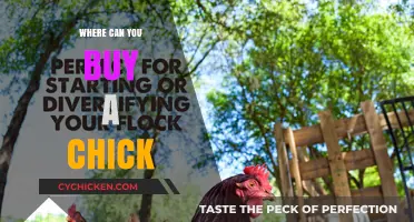 Where to Buy Chicks: A Guide to Local and Online Sources