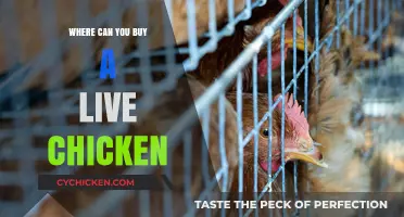 Where to Buy Live Chickens: A Comprehensive Guide for Buyers