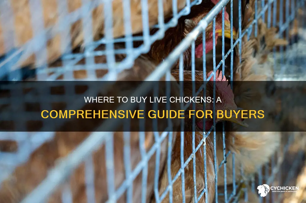 where can you buy a live chicken