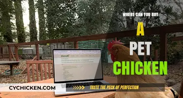 Where to Buy Pet Chickens: A Beginner's Guide to Adoption