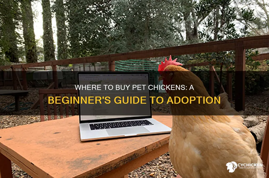 where can you buy a pet chicken