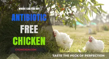 Where to Find Antibiotic-Free Chicken: A Healthy Buying Guide