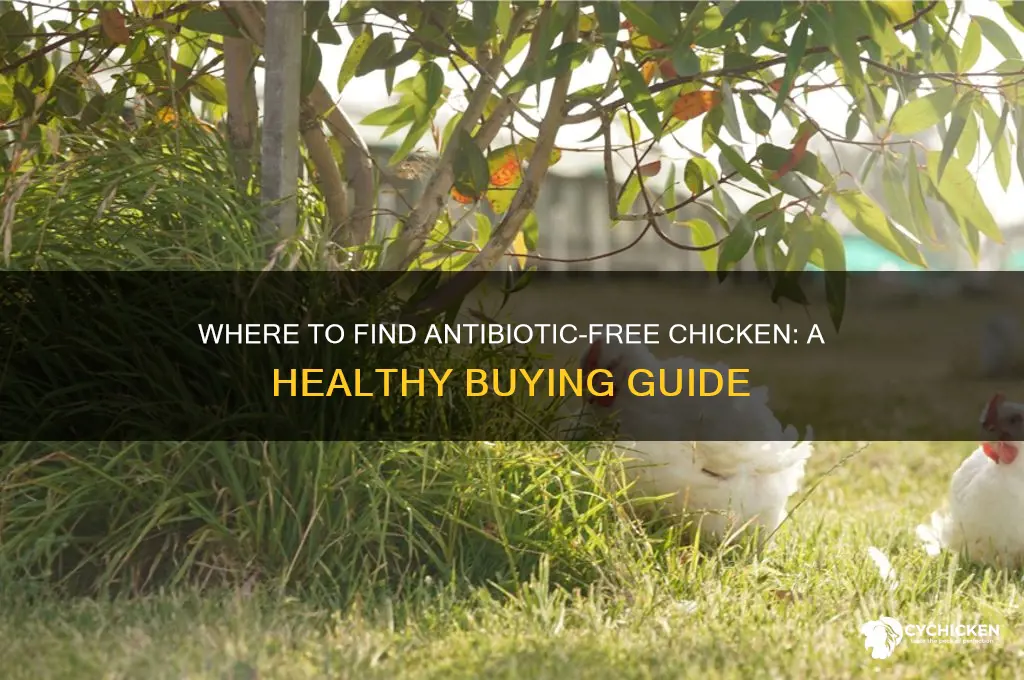 where can you buy antibiotic free chicken