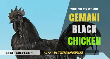 Where to Buy Ayam Cemani Black Chickens: A Comprehensive Guide