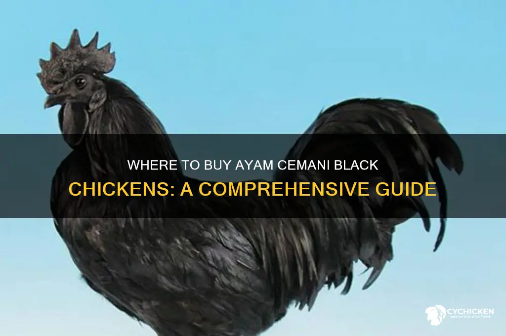 where can you buy ayam cemani black chicken