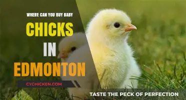 Edmonton's Best Spots to Buy Healthy Baby Chicks Locally