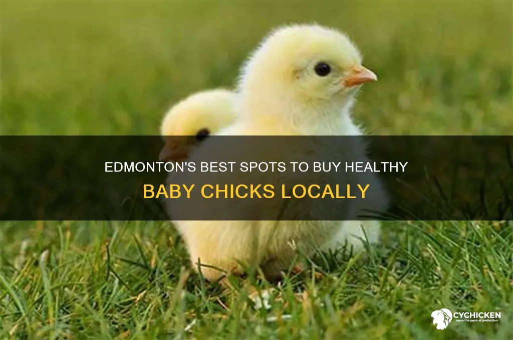 where can you buy baby chicks in edmonton