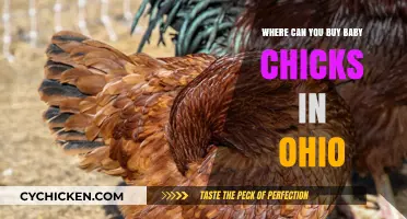 Where to Buy Baby Chicks in Ohio: Top Local Sources