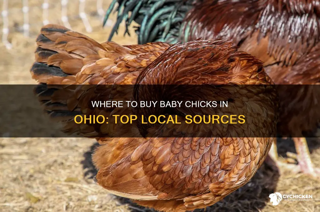 where can you buy baby chicks in ohio