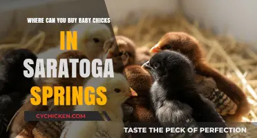 Where to Buy Baby Chicks in Saratoga Springs: A Guide