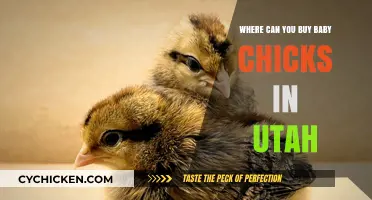 Utah's Best Sources for Buying Baby Chicks: A Local Guide