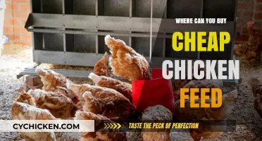 Affordable Chicken Feed: Top Places to Buy at Low Prices