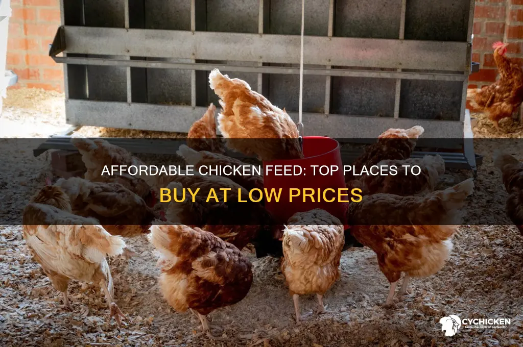 where can you buy cheap chicken feed