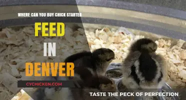 Denver's Best Locations to Purchase Chick Starter Feed for Beginners