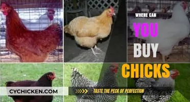 Where to Buy Chicks: Top Sources for Healthy Poultry