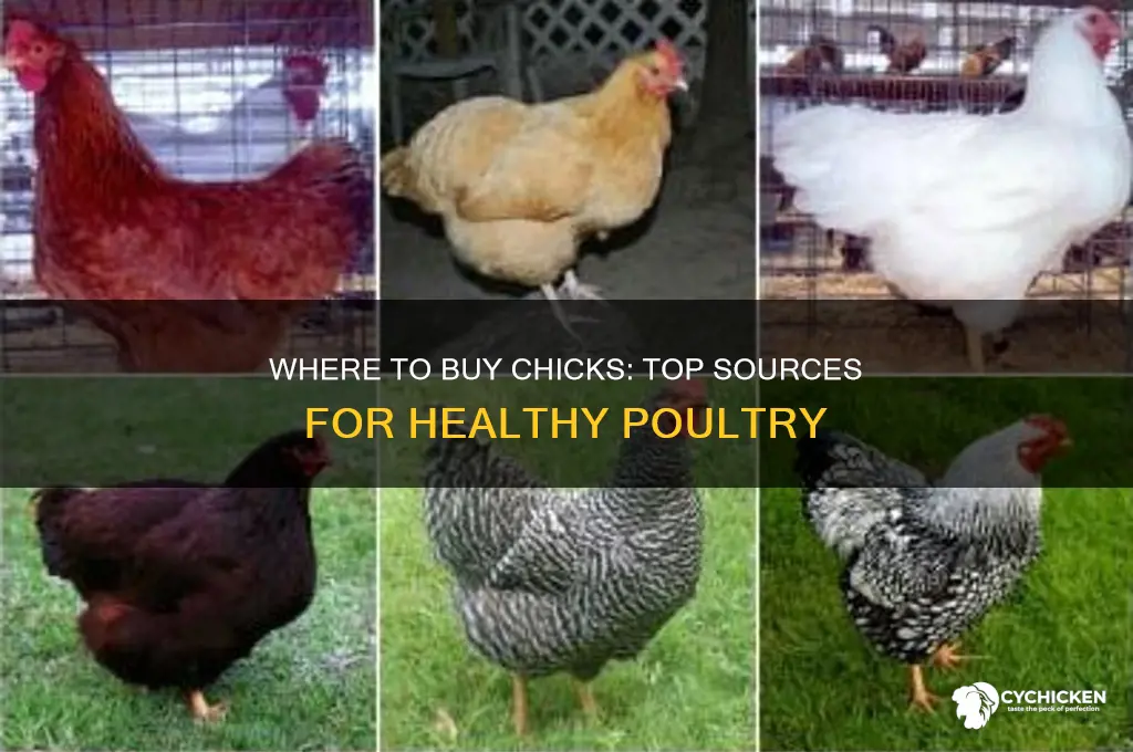where can you buy chicks