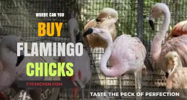Where to Purchase Healthy Flamingo Chicks: A Buyer's Guide