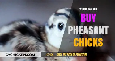 Where to Buy Pheasant Chicks: Top Sources and Tips