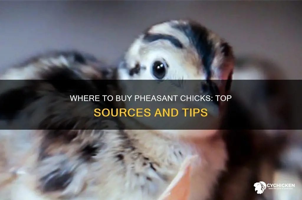 where can you buy pheasant chicks