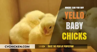 Where to Buy Yellow Baby Chicks: Top Sources and Tips