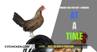 Where to Buy Single Chickens: A Guide to One-Chicken Purchases