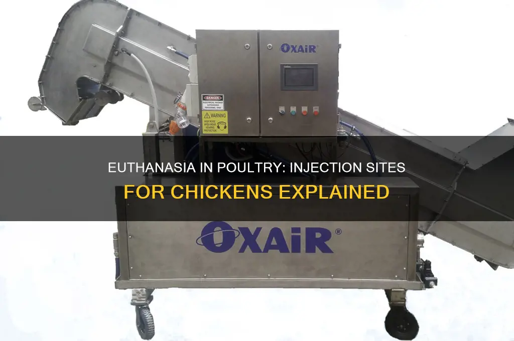 where di veterinarians inject euthanasia solution into chicken