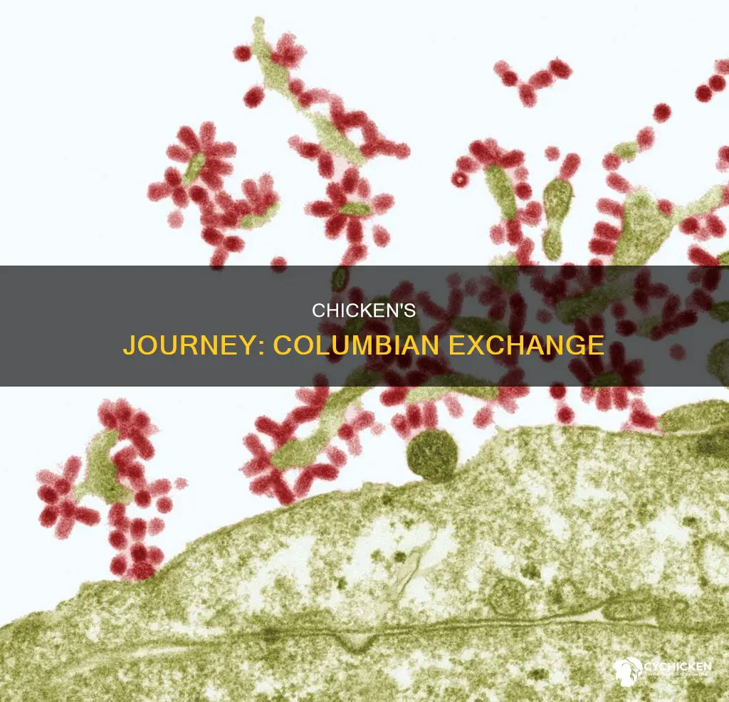 where did chicken come from in the columbian exchange