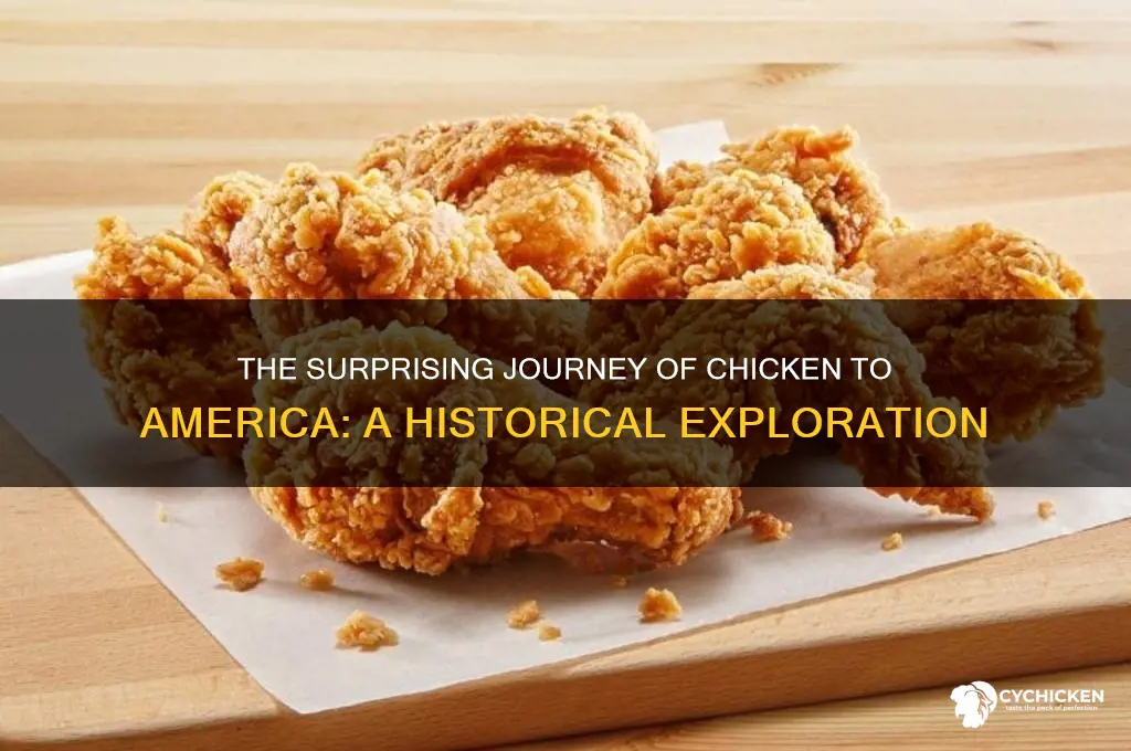 where did chicken come from to america history