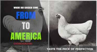 The Surprising Journey of Chicken to America: Origins Explored