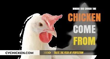 The Surprising Origins of Choch the Chicken: A Tasty Tale