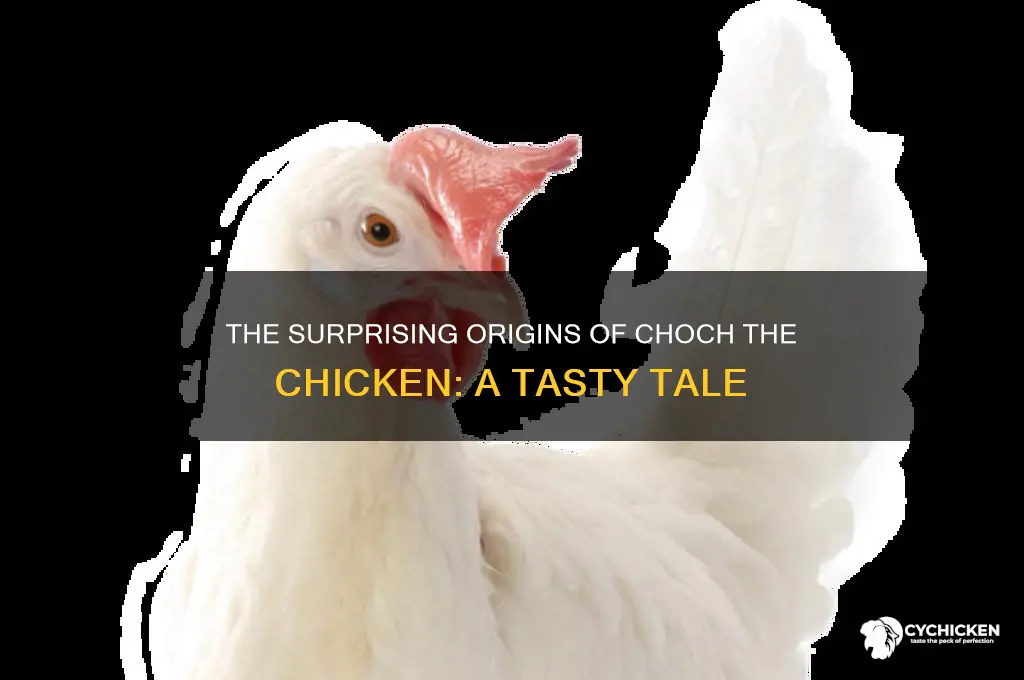 where did choch the chicken come from