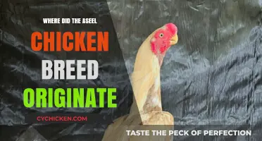Unveiling the Ancient Roots of the Aseel Chicken Breed