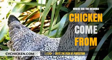 Unveiling the Origins of the Brahma Chicken: A Historical Journey