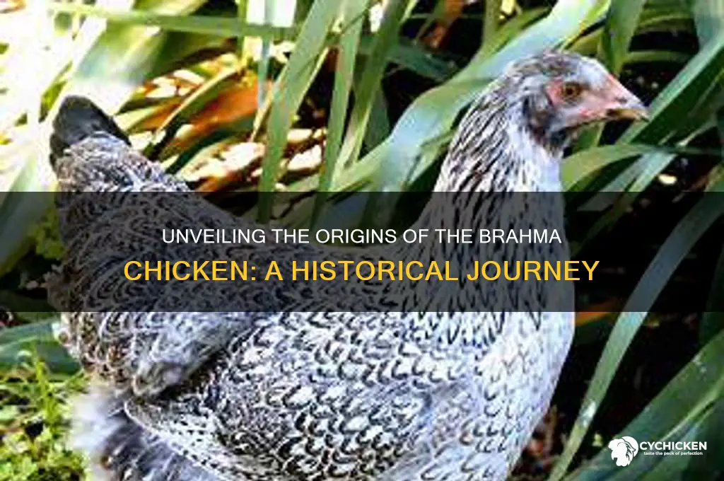 where did the brahma chicken come from