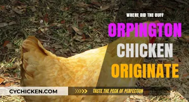 The Surprising History of Buff Orpington Chickens: Origins Revealed