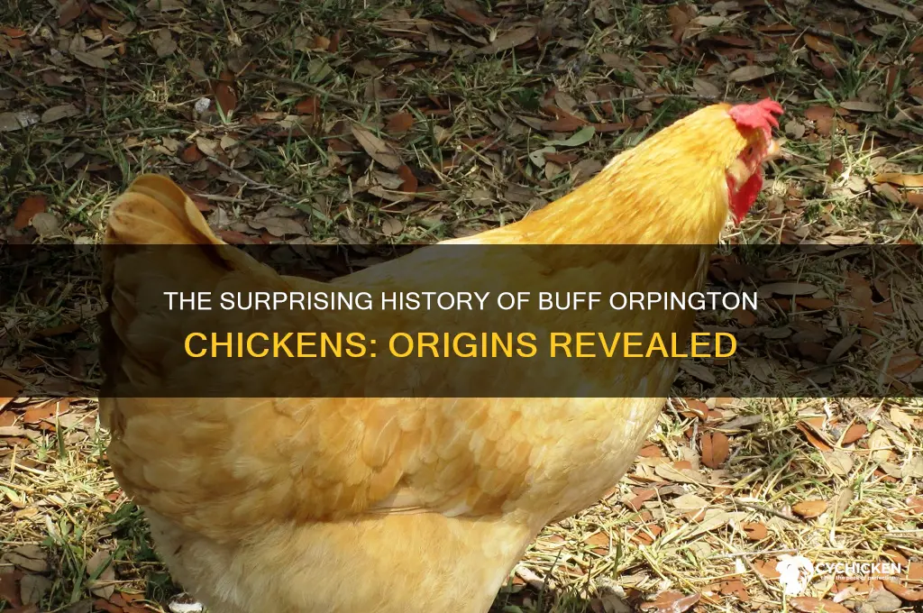where did the buff orpington chicken originate