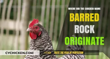 Uncovering the Origins of the Barred Rock Chicken Breed