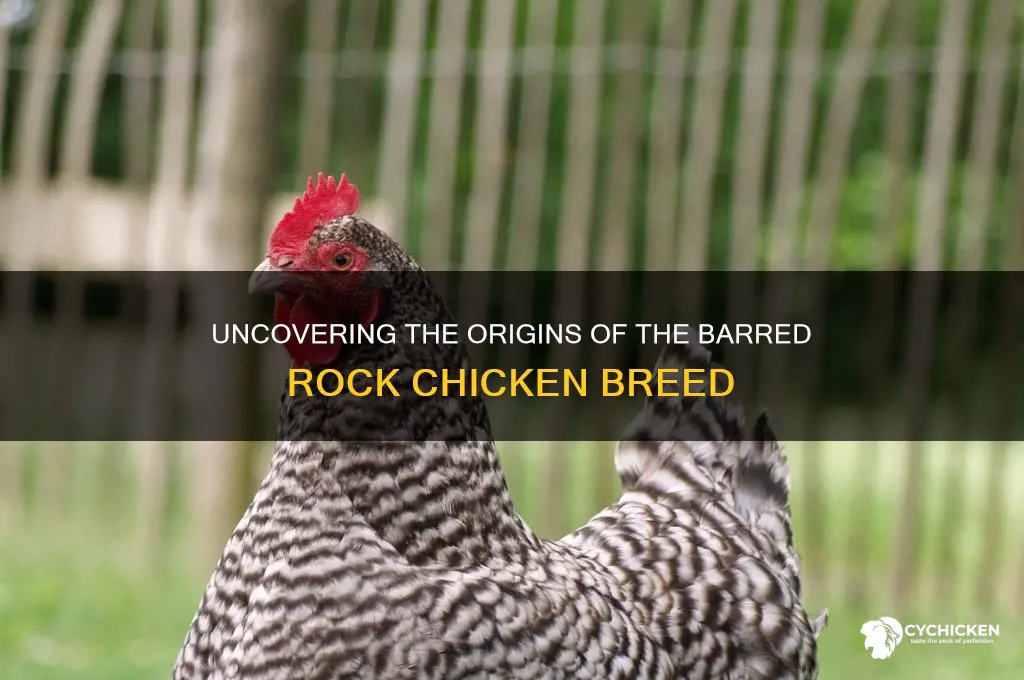 where did the chicken name barred rock originate