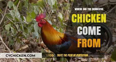 Unraveling the Ancient Origins of Domestic Chickens: A Genetic Journey