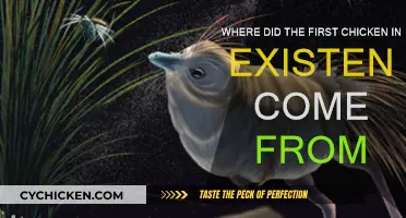 Origin Story: The First Chicken's Evolution