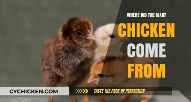 The Mysterious Origins of the Giant Chicken: Unraveling the Tale
