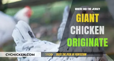 Uncovering the Fascinating Origins of the Jersey Giant Chicken Breed