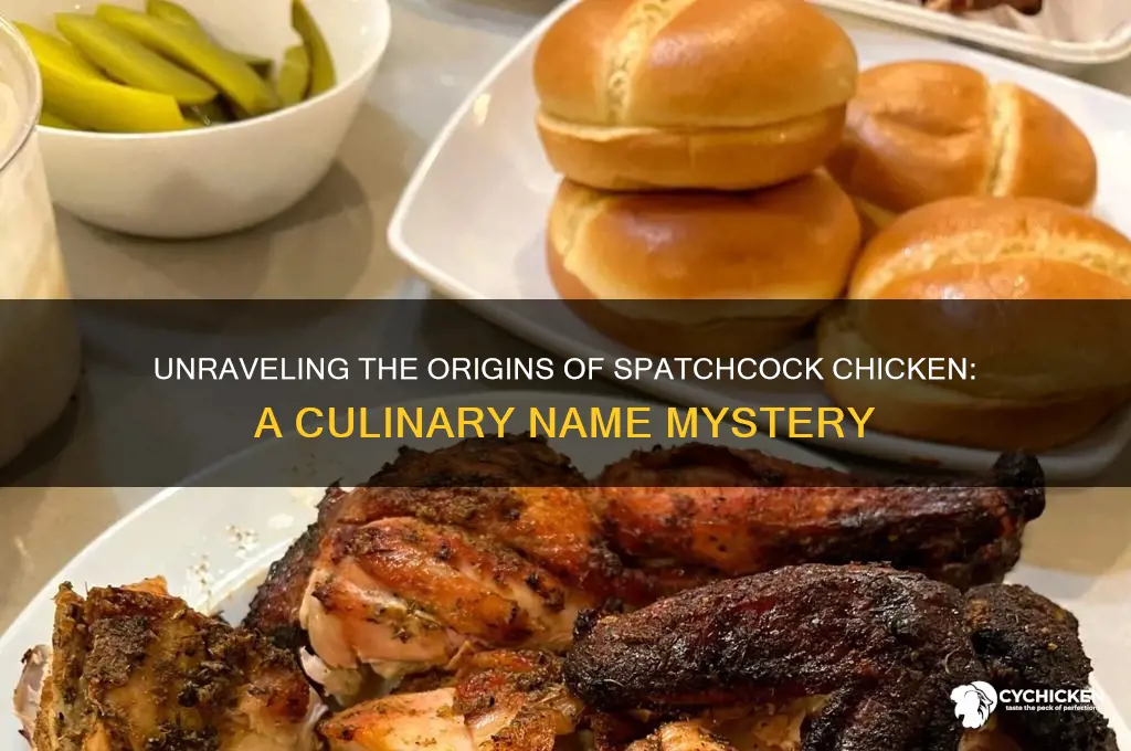 where did the name spatchcock chicken come from