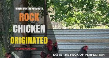 The Surprising History and Origin of Plymouth Rock Chickens