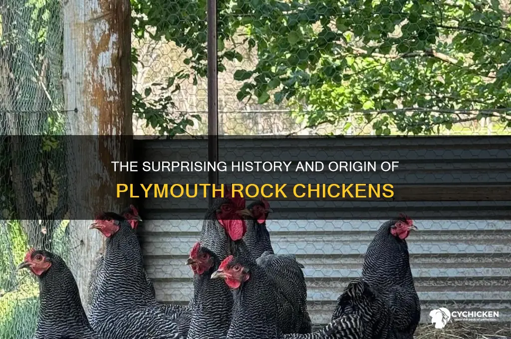 where did the plymouth rock chicken originated
