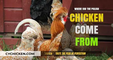 Uncovering the Origins of the Polish Chicken: A Historical Journey