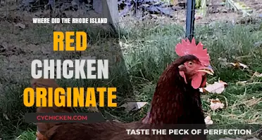 The Surprising History of Rhode Island Red Chickens: Origins Explained