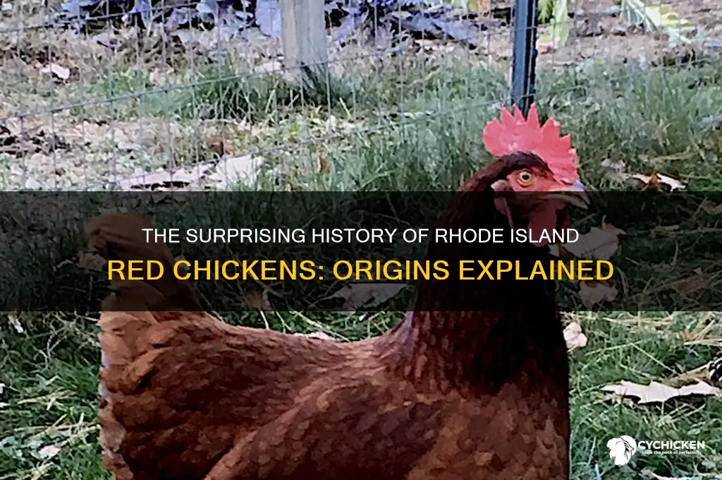 where did the rhode island red chicken originate